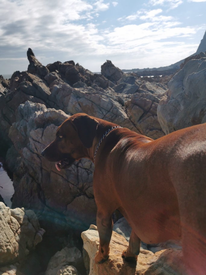 Ridgeback 1