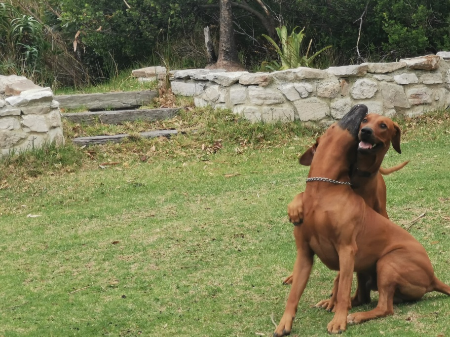 Ridgeback 2