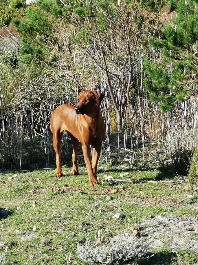 Ridgeback 3